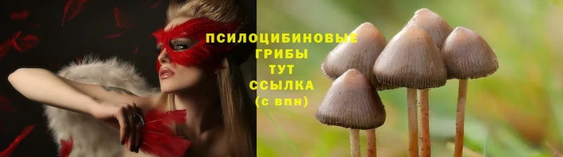 Галлюциногенные грибы MAGIC MUSHROOMS  Райчихинск 